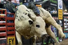 美国骑牛大赛图片