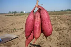 红薯优良品种推荐：秦薯五号图片