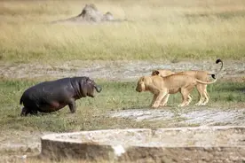 狮子攻击河马，反被发飙河马吓趴，后来河马的反应让狮子看懵了！图片