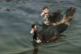 隔壁家养的鸳鸯鸭150元一只，你们说贵吗？图片