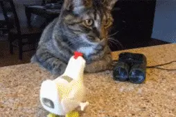 喵星人跟在小鸡屁股后面吃“粑粑”，主人笑得快岔气了图片