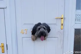 狗狗把门挖了一个洞，还咧着嘴天真傻笑，主人，你别动手啊图片