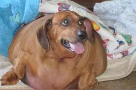 一只大写的腊肠犬狗狗，你这是吃了多少吨腊肠才变成现在这副摸样图片