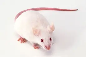 一只小白鼠抑郁了的样子，你见过么？图片