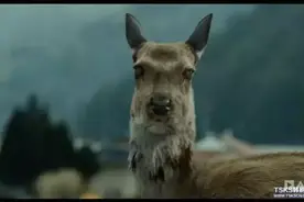 我给你的爱，是我最后的理智。图片