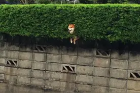 三只经常一起卡在路边的柴犬，它们这样的休闲方式会不会太搞笑图片