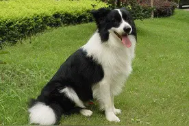 狗狗剪毛前后对比，论发型的重要性！图片