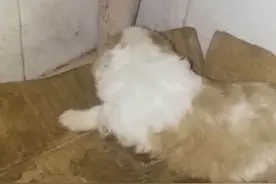 和牧羊犬杂交的小奶狗图片