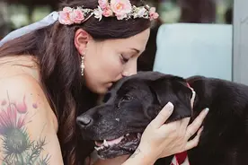 一只年老病危的拉布拉多犬“出席”了主人婚礼图片