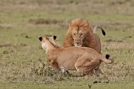 雄狮求爱母狮不成欲用强，战斗力爆发的母狮能让狮王得逞吗？图片