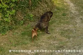 为什么狗狗便便后不需要擦屁股也很干净，原来是做了这些！