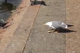 为啥国外的人讨厌海鸥称它为贼鸥，看完这几个实例你就清楚了！