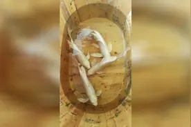 阳台上的黄金锦鲤一样长的很快，两年多就可以成长为巨物视频封面