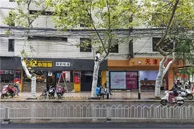 为防小蠹虫 大街小巷法国梧桐穿上“小棉袄”图片