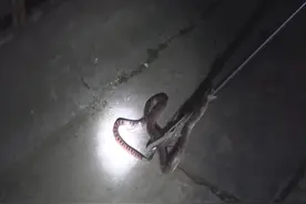 遂宁一小区惊现剧毒赤链蛇 消防抓蛇清除隐患图片