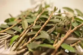 石斛暴跌2000元/公斤！它会变成下一个玛卡吗？图片