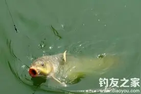 提竿控鱼不当造成跑鱼原因分析图片