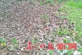 后溪考场惊雷乍起，地上冒白烟厦门昨雷声不断闪电上千次图片