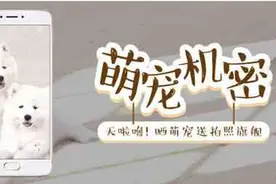 萌宠机密，魅族Flyme教你给萌宠来个大自拍图片