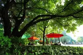 萌宠‖桃面鹦鹉：会脸红的爱情鸟图片