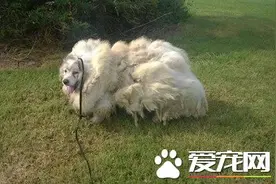 汪星人遭不当饲养 毛长到像只绵羊图片