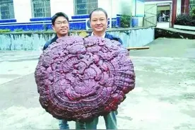 长了11只“脚”的野生灵芝见过吗？生长了上百年图片