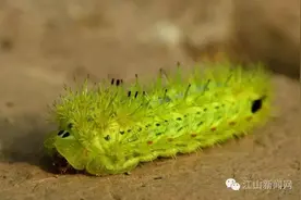 江山人走在梧桐树下一定要注意，不然......图片