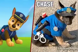 汪汪队成员和它的生活原型！你见过吗？视频封面