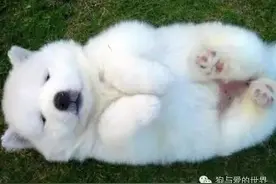 如果你养了一只高颜值萨摩耶，你就捡到宝了！图片