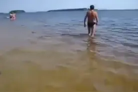 主人只是去游个泳而已，狗狗却在岸边紧张的大叫图片