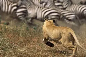 狮子在斑马群中逮住一只小斑马，怒气的狮子一口直接出来一个洞！图片