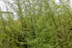 听说铁扫把是中药材，可我们却用它来扫地！有人专门种来致富！图片