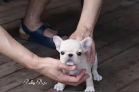 萌宠搞笑图第621：小小斗牛犬图片