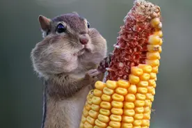 生肖鼠一生流年运势参考图片