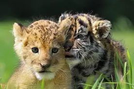 两只萌萌的小老虎和小狮子的友情，青梅竹马就是要从小开始培养图片