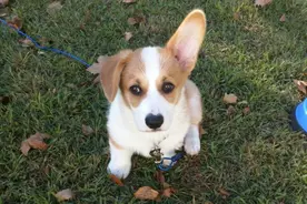 只会竖起一只耳朵的狗狗 你见过吗？图片