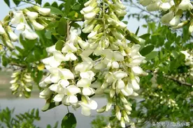 那些年记忆中农村的美味    洋槐花蒸菜图片