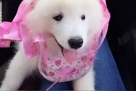 臭美烂嘚瑟。图片