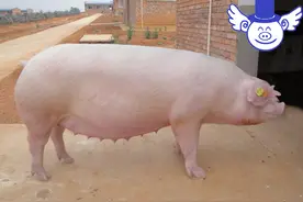 产前一天才把母猪移入产房？殊不知这样做非常不利于母子健康！图片