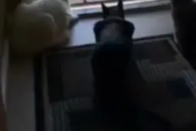 三只猫咪正在窗前看小鸟，接着发生的事吓了它们一跳图片