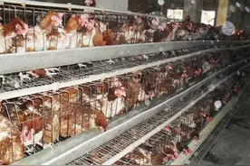 城市居民，顶级土鸡的享用是一个永远的春梦么？图片