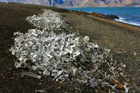 海滩上的自然艺术品，白色固体形状各异，究竟是什么物体图片