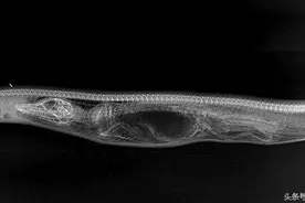 窥视凶残鳄鱼被巨蟒吃掉，一天天在蟒蛇肚子里被消化过程图片