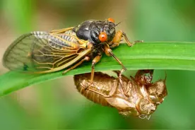 味蕾冒险-番禺另类美食（上）最后一个你肯定没吃过图片