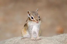 西伯利亚花栗鼠——恐怖疾病携带者图片