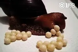 原来蜗牛是这样下蛋的图片