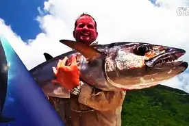 铁板船钓狗牙金枪鱼图片