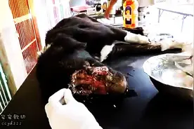 脸部溃烂，无脸狗只能躲着等死，直到遇到了他们，结尾太感人！