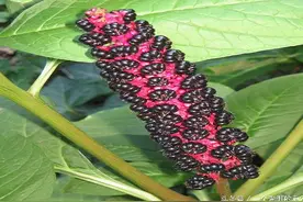 农村树上长“肿瘤”，看着像果实吃时要慎重图片