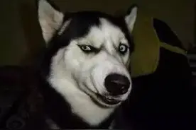 养一只蠢萌的哈士奇是怎样的体验 网友的这些回复让人笑喷图片